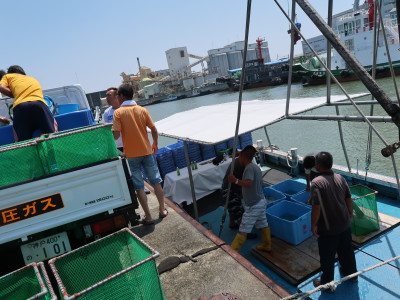 20170809　マダイの放流写真 (2)